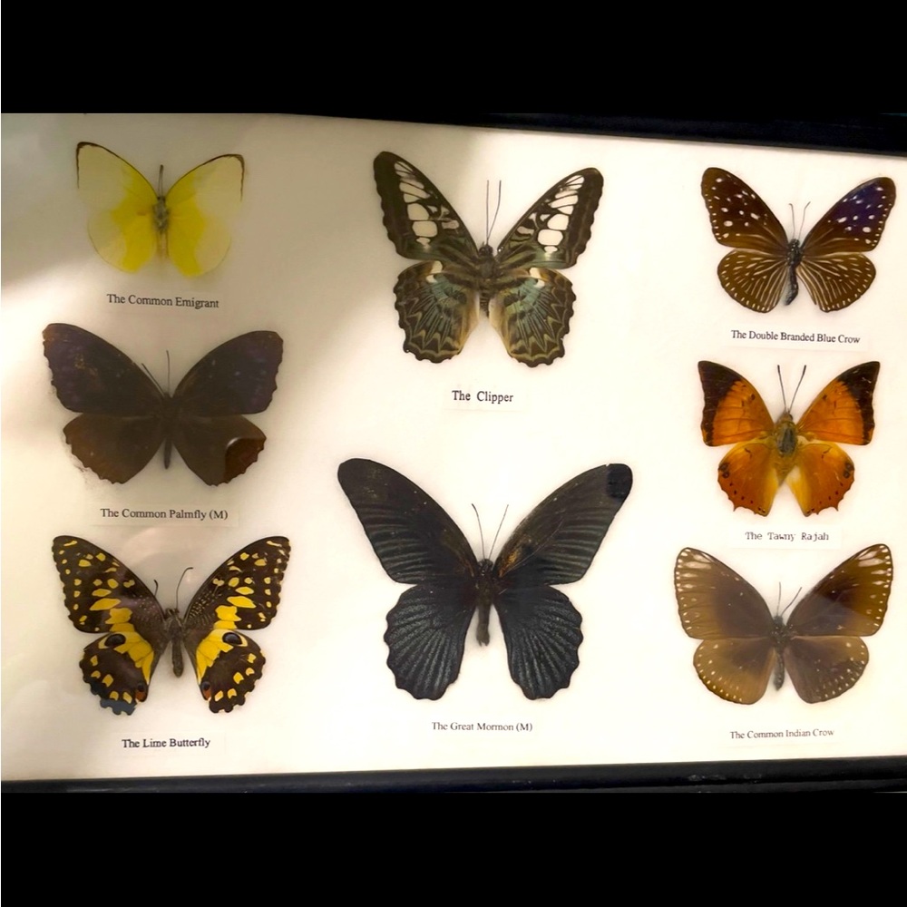 Butterfly taxidermy framed